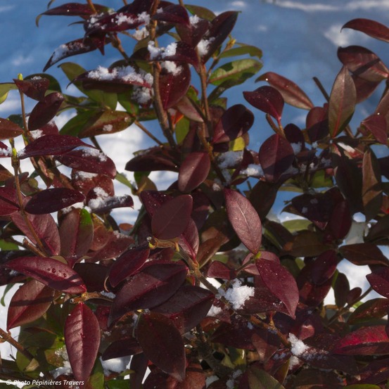 Jasmin étoilé 'winter ruby 'trared'' pot de 2l/3l
