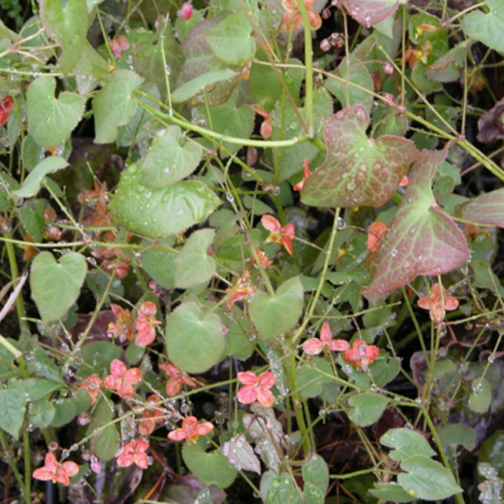 Fleur des elfes orangekönigin, epimedium lot de 5 godets