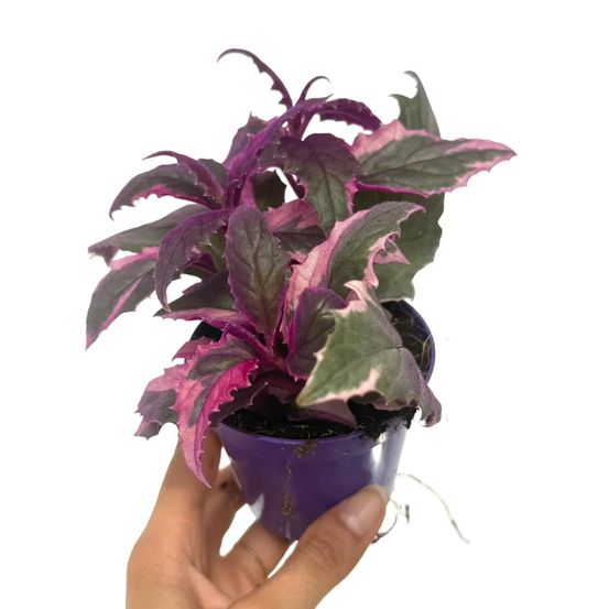 Gynura aurantiaca 'purple passion' variegata - pot de 8cm - plantes d'intérieur