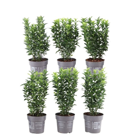 Fusain du japon (euonymus japonicus) 'green spire'
