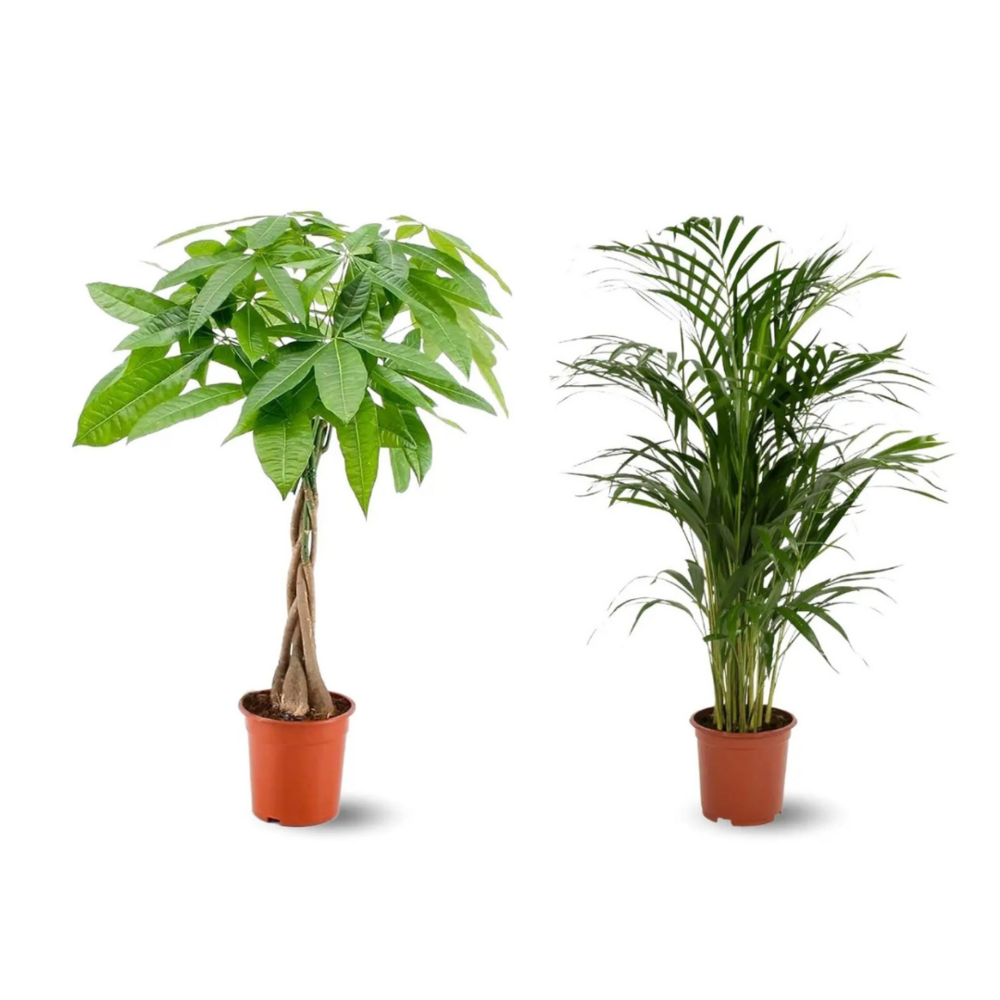 2x mélange de plantes d'intérieur - areca - pachira aquatica - lot de 2 - ↕ 70-80 cm - ⌀ 17 cm - purificateur d'air