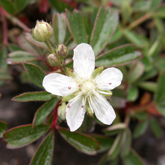 6 x potentilla tridenta 'nuuk' - potentilla tridentata 'nuuk' - godet 9cm x 9cm