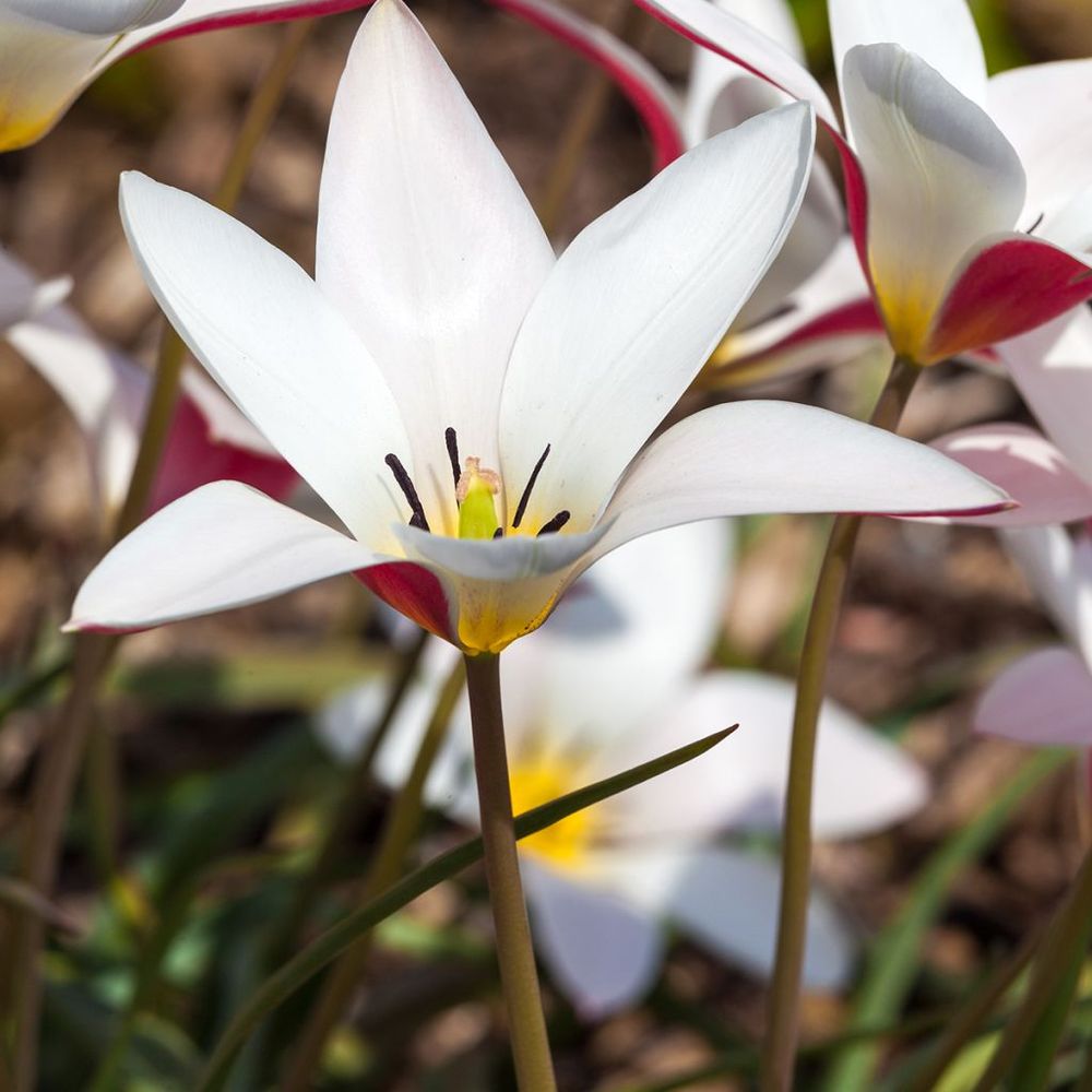 Tulipe botanique 'lady jane' bulbe calibre 5+ (par 10)