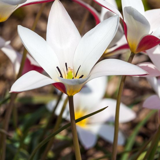 Tulipe botanique 'lady jane' bulbe calibre 5+ (par 10)