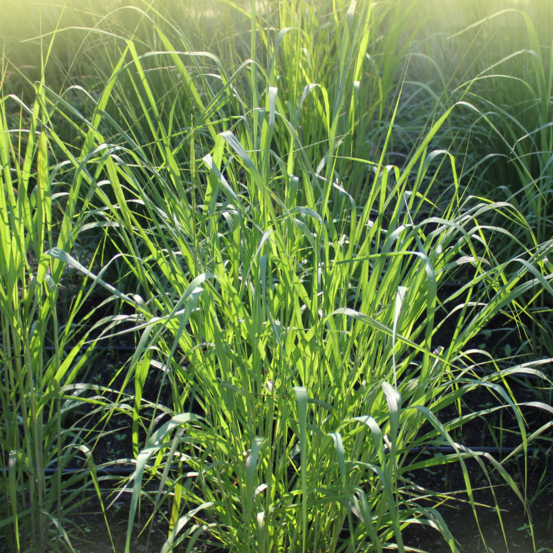 Panic érigé northwind - panicum virgatum northwind 60/80 cm pot 3l