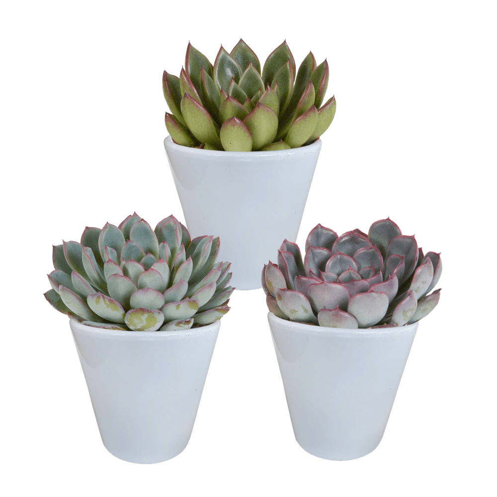 Trio d'echeveria et leurs caches-pots blancs h15cm - plantes d'intérieur
