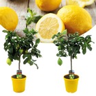 Citrus limon - set de 2 - citronnier arbre comestible fruitier - pot 19cm - hauteur 60-70cm