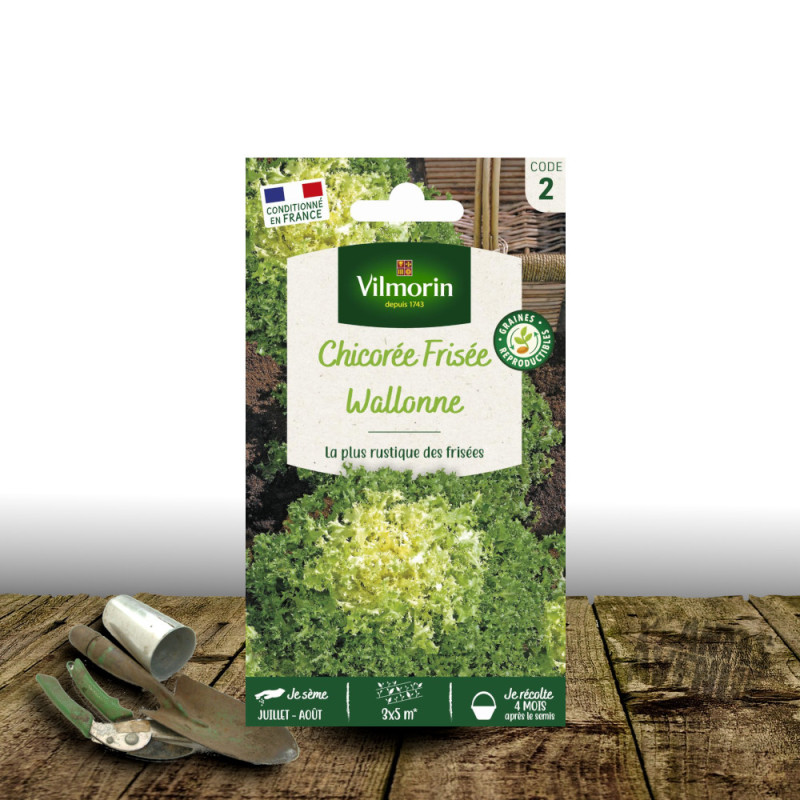 Graines de chicorée frisée wallonne race lorca - vilmorin sachet
