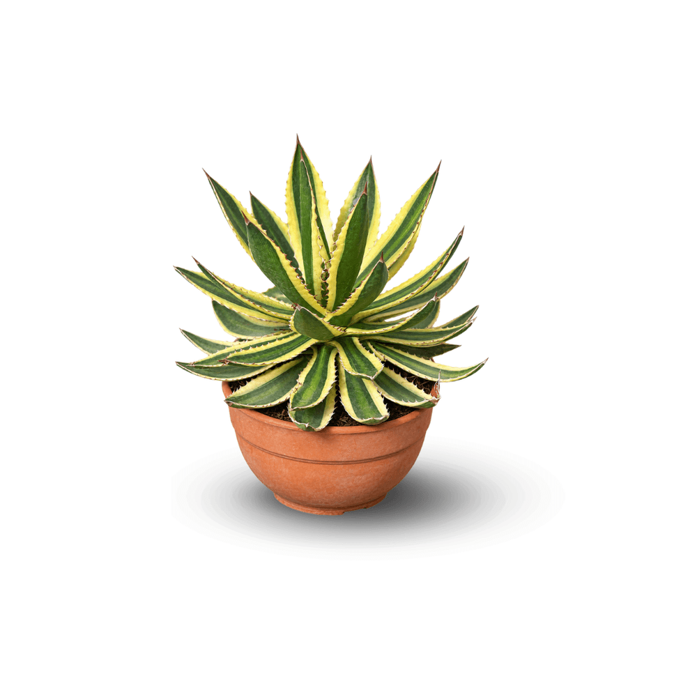 Agave lophantha ‘quadricolor’ - 30-40 cm - ⌀ 20 cm - cactus et plantes grasses