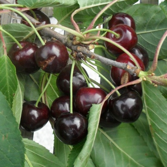 Cerisier early rivers 120cm pot 5l - prunus avium