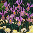 10 iris de hollande king mauve, le sachet de 10 bulbes / circonférence 6-7cm