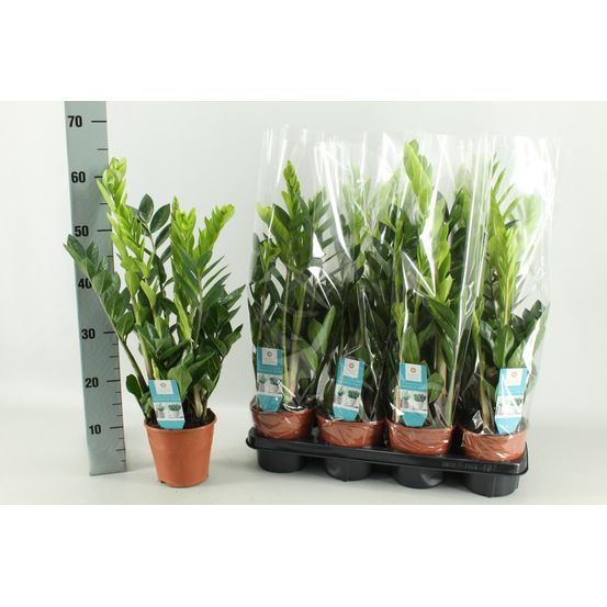 Zamioculcas 14 cm - h65 cm - ø14 cm