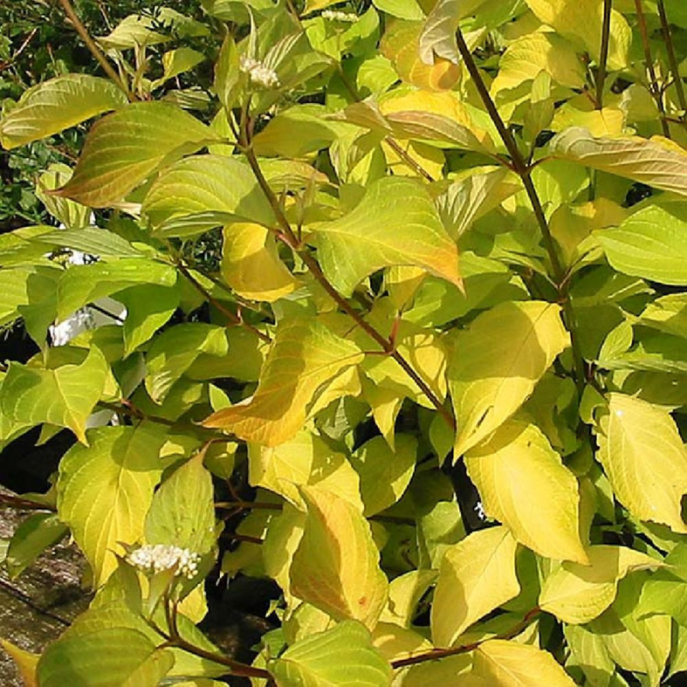 Cornouiller blanc aurea - cornus alba aurea 80/100 cm pot 3l