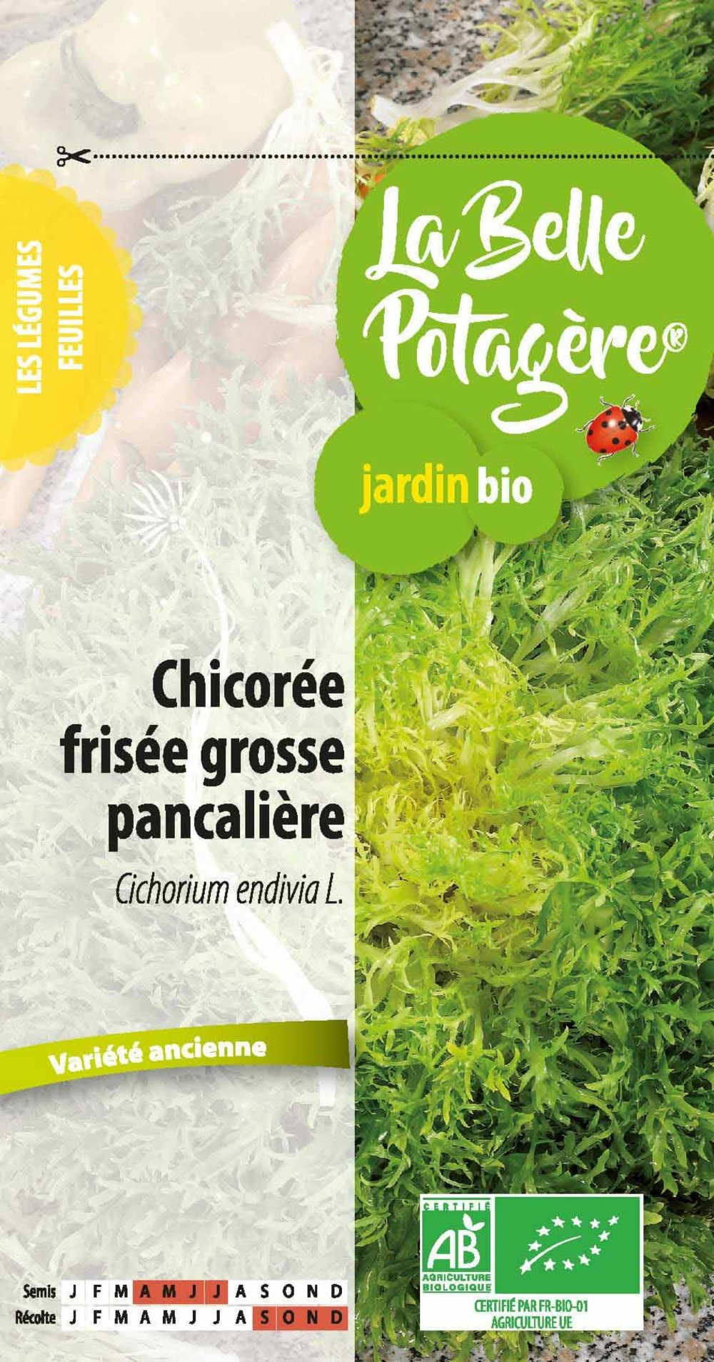 Salade frisée grosse pancralière 0,5 g