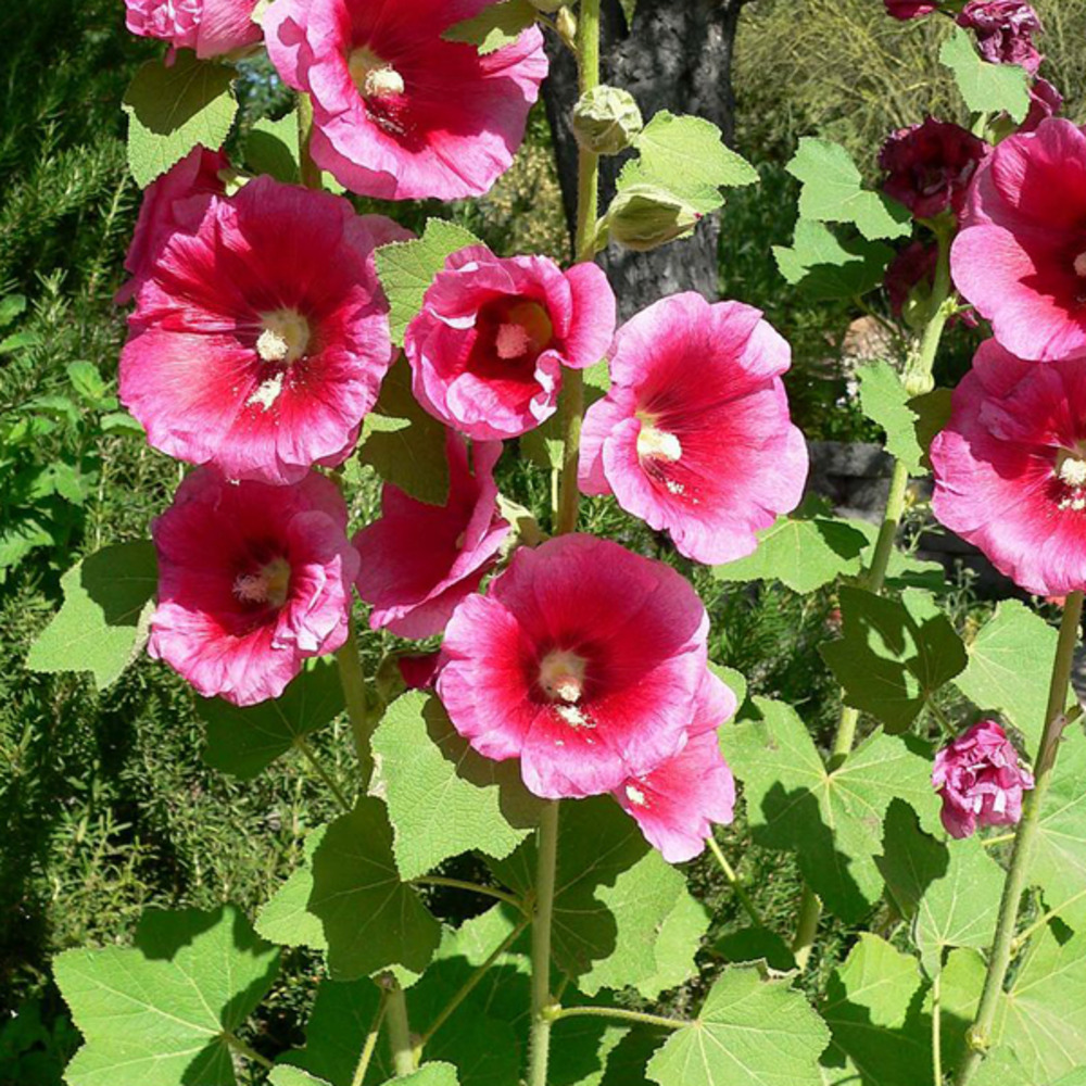 6 x rose trémière 'rubra' - alcea rosea 'rubra'  - godet 9cm x 9cm