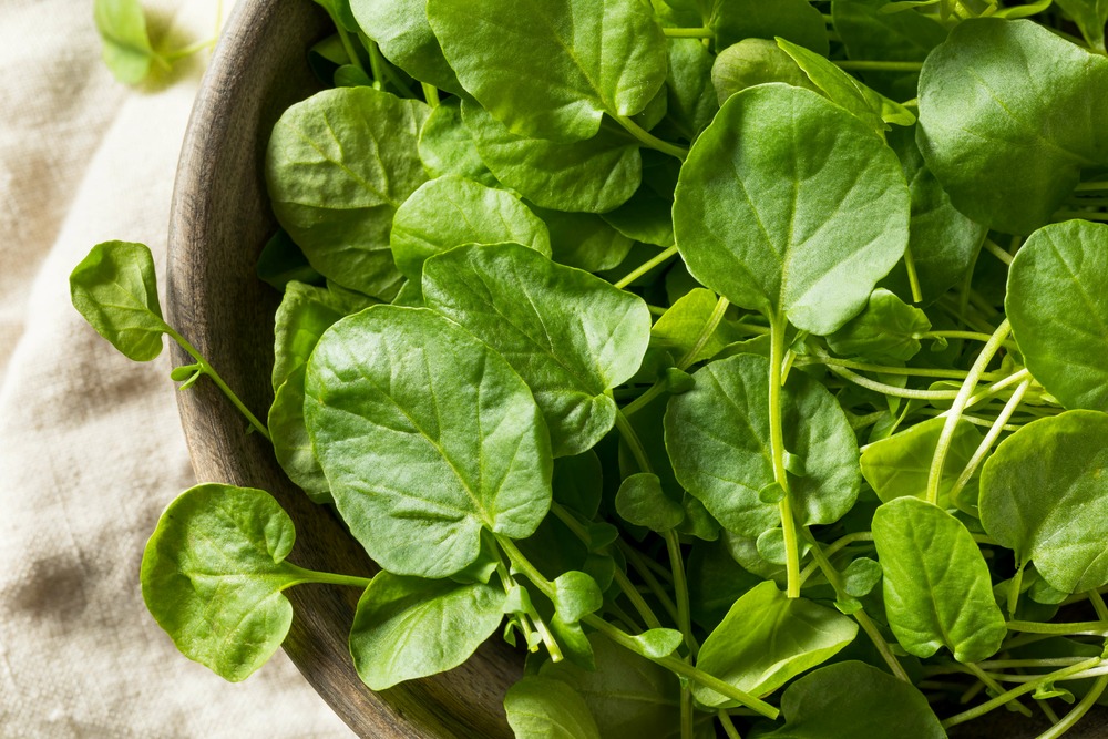 Sachet de graines de cresson vivace des jardins - sachet de 5 grammes - petite entreprise française