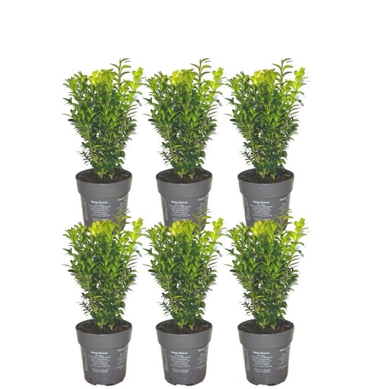 Haie buxus sempervirens x6