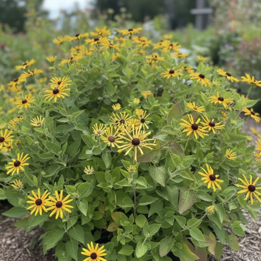 Rudbeckia henry eilers lot de 3 godets
