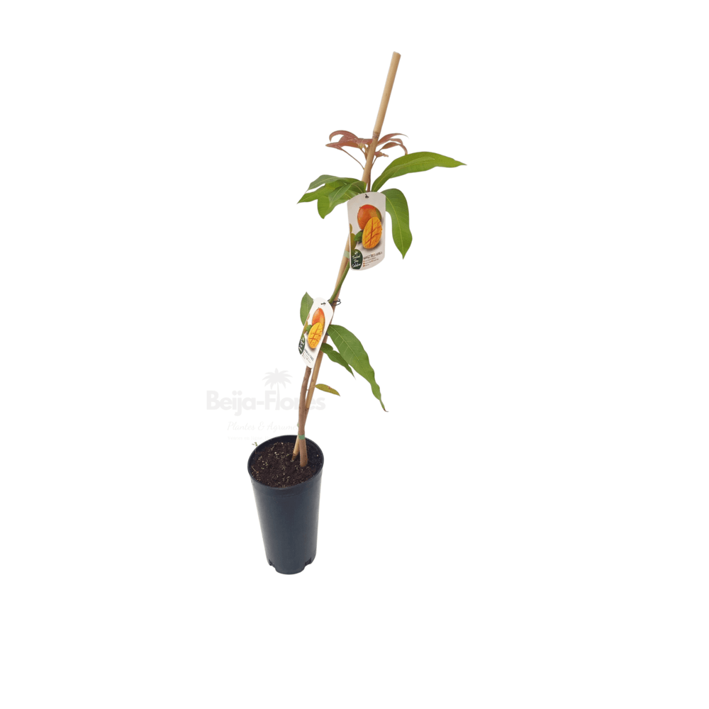 Manguier en pot 8 litres / 80 à 110 cm