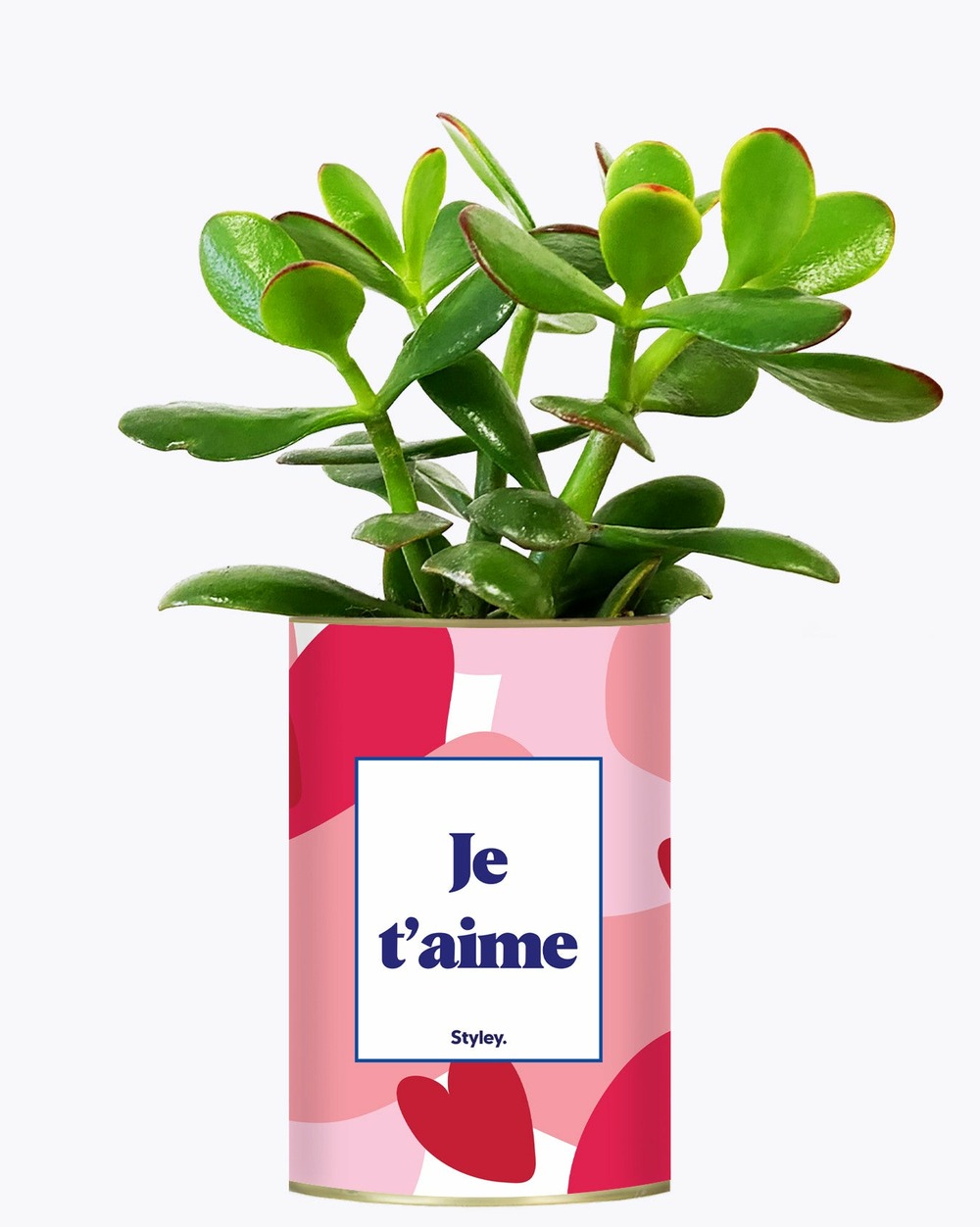 Plante à message - aime - saint valentin - cactus