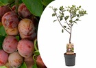 Prunus domestica 'opal' - prunier - arbre fruitier - pot 21cm - hauteur 90-100cm