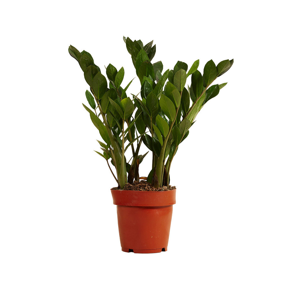 Zamioculcas zamiifolia - palmier d'intérieur - zamioculcas - h. 30-40 cm - p. 12 cm