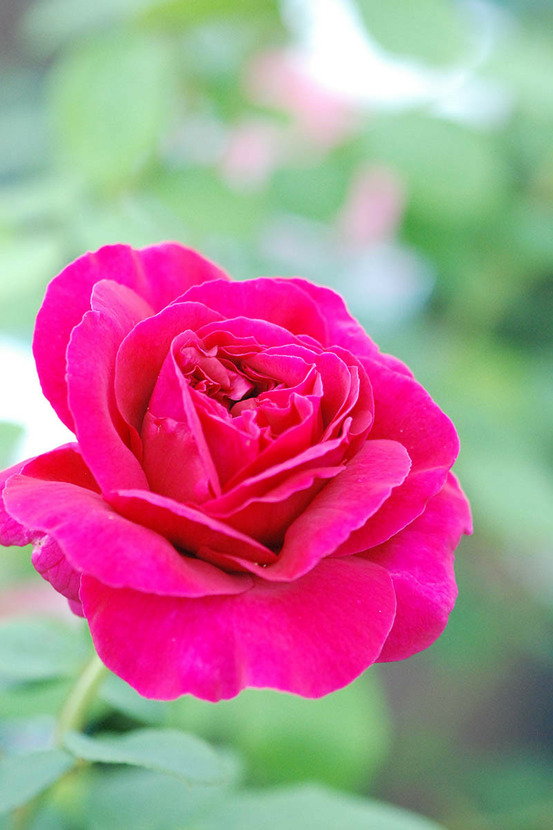 Rosier david austin 'thomas beckett' ? - en pot de 5 litres