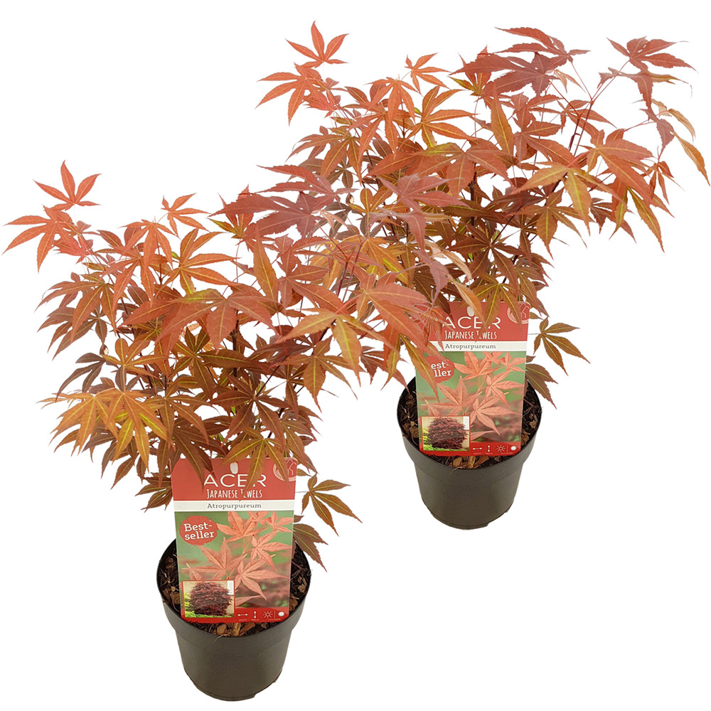 2x acer palmatum 'atropurpureum' - érable du japon - arbuste - rustique - ⌀15 cm - ↕35-45 cm