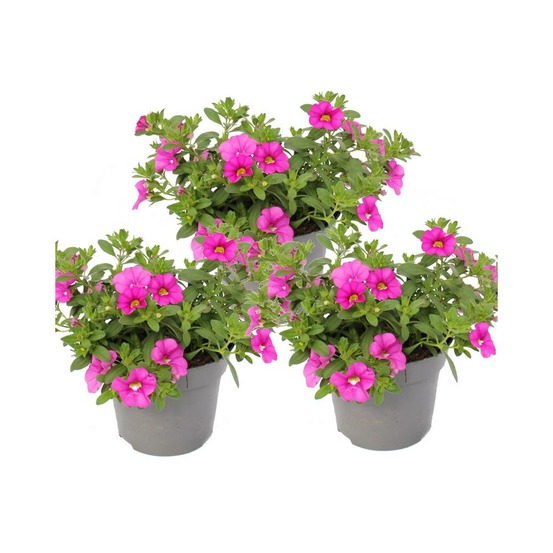 Cloches magiques - mini pétunia suspendu - calibrachoa - pot 12cm - set de 3 plantes - rose