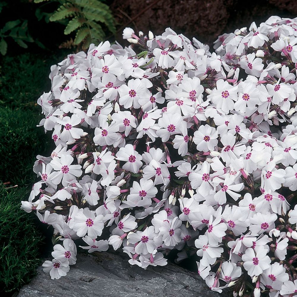 Phlox mousse 'scarlet flame' godet de 8/9 cm