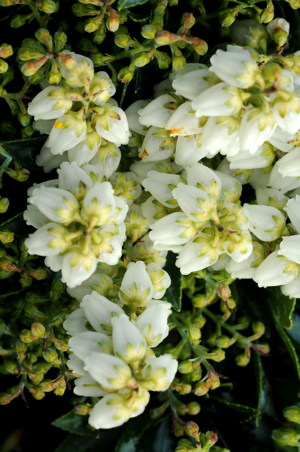Andromède 'prelude' - en pot de 3 litres