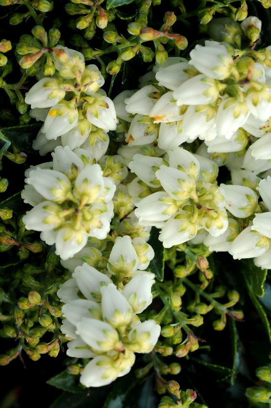 Andromède 'prelude' - en pot de 3 litres