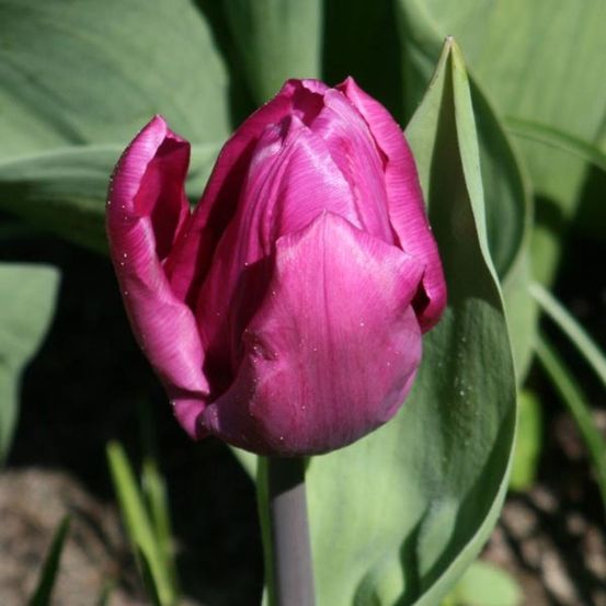 Tulipe simple hative 'purple prince' bulbe calibre 12+ (par 10)