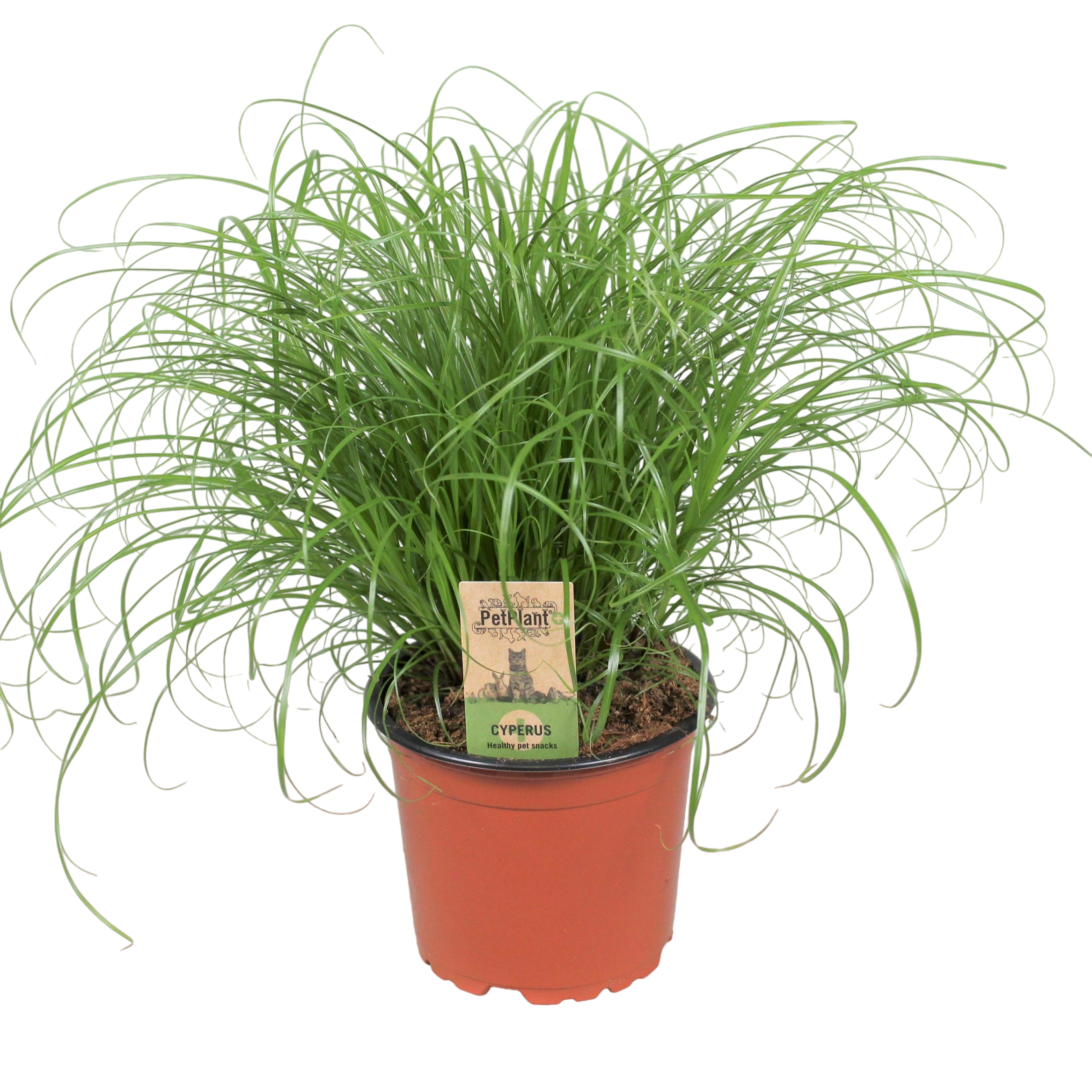 Plante d'intérieur - herbe à chat 30.0cm
