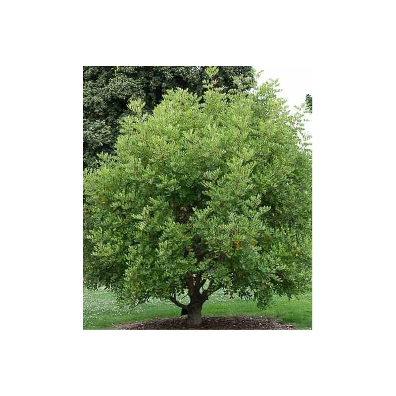 Ceratonia siliqua (caroubier) adulte  substitut au chocolat   vert - taille pot de 140l - 200/250cm