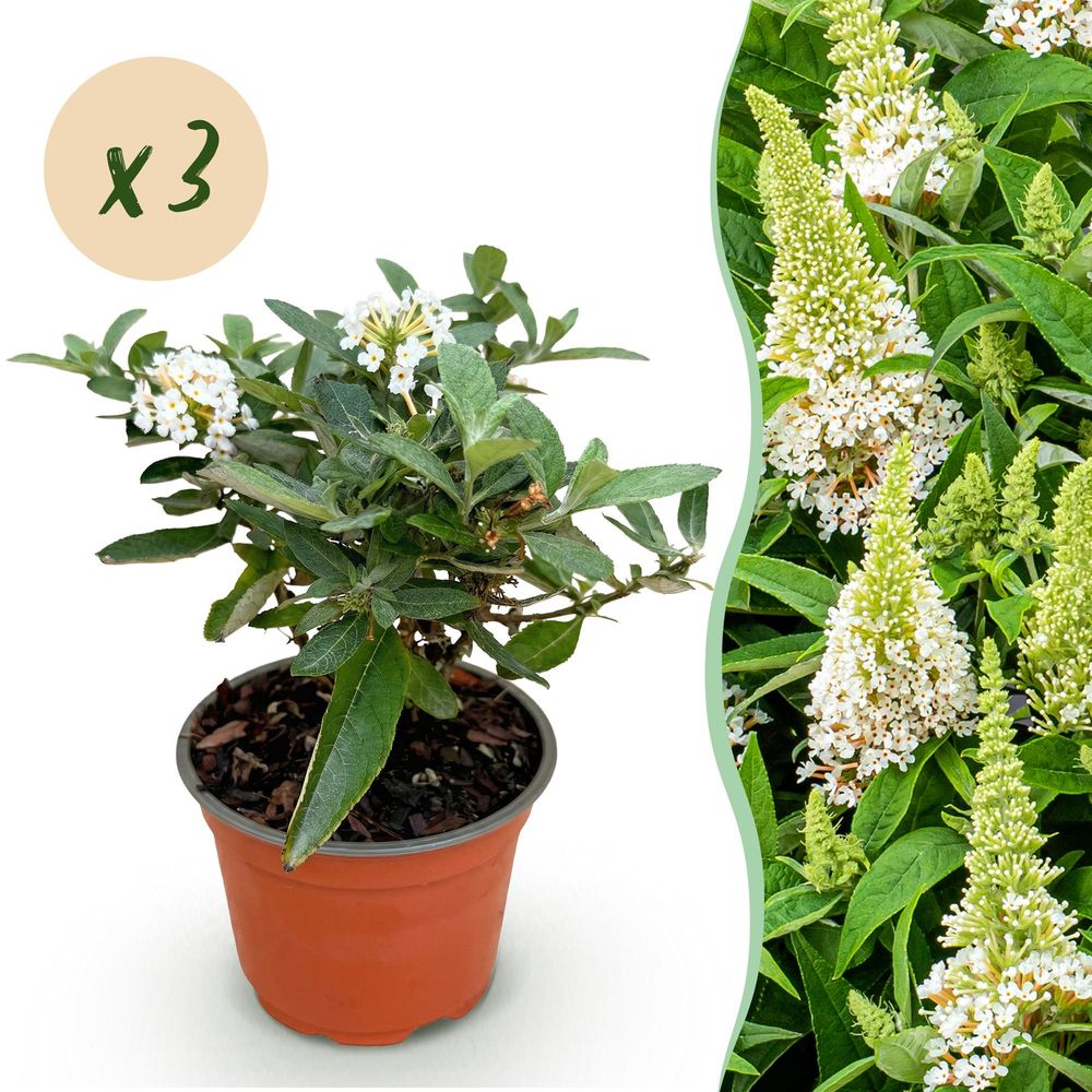 Buddleia butterfly candy little white - 3 plants - h 20-25 cm, pot ø12 cm