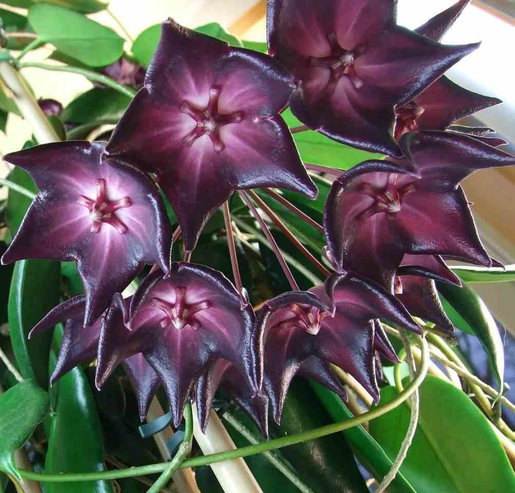 Hoya cv. Rainforest (fleur de porcelaine, fleur de cire) taille pot de 2 litres - 20/40 cm -   violet