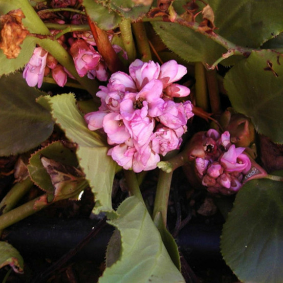 Bergénia à feuilles cordées, bergenia cordifolia lot de 3 godets
