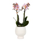 Orchidées colibri | orchidée phalaenopsis rose - andorre + pot décoratif scandic blanc - taille du pot 9cm - hauteur 40cm