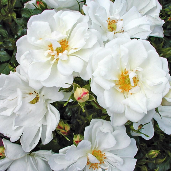 Petit rosier arbustif blanc diamant couvre sol en pot 3l