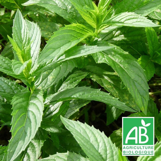 Menthe chinoise - sans traitement godet - 5/20 cm