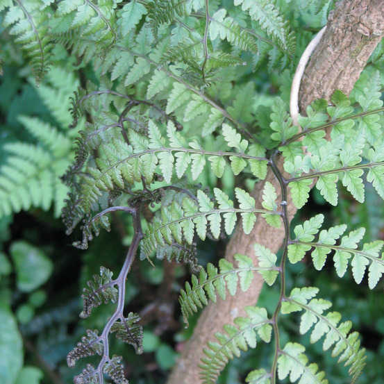 Athyrium otophorum 'okanum' godet de 8/9 cm