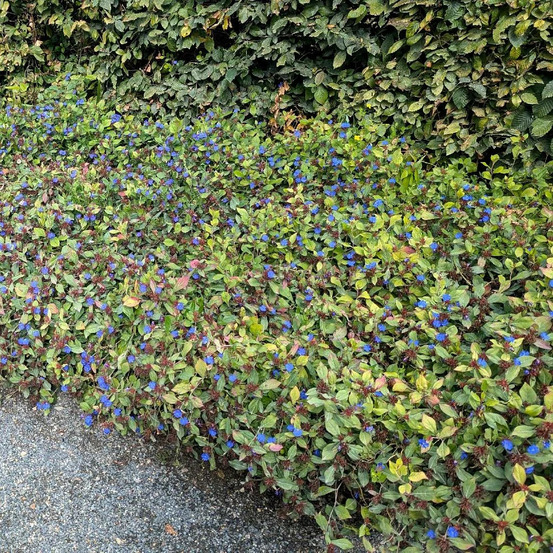 Dentelaire rampante, ceratostigma lot de 5 godets