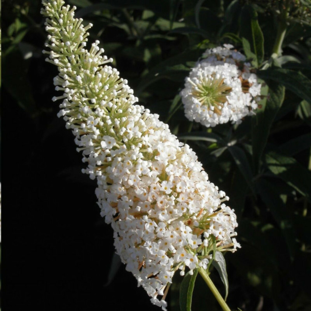 Arbre aux papillons blanc white profusion, buddleia pot de 7,5l - 60/80 cm