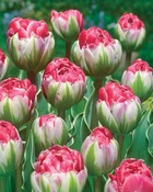 5 tulipes fleur de pivoine sensation double - 11 - willemse, le sachet de 5 bulbes / circonférence 11cm+