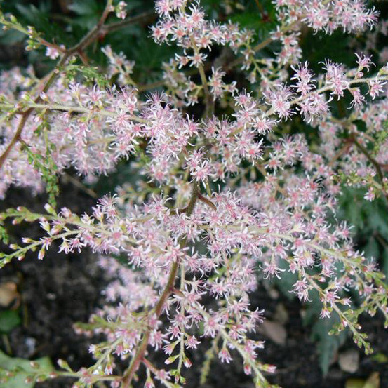6 x astilbe à feuilles simples - astilbe simplicifolia 'sprite' - godet 9cm x 9cm