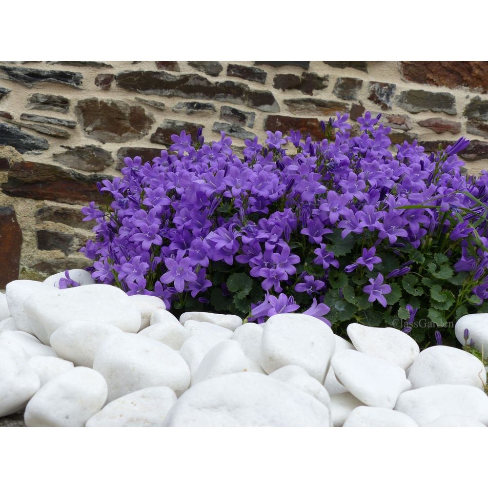 Galet blanc brillant 40-60 - pack de 14 sacs - 280 kg
