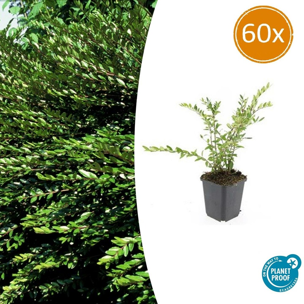 Chèvrefeuille à cupule x60 – entre 3,75 et 5m2