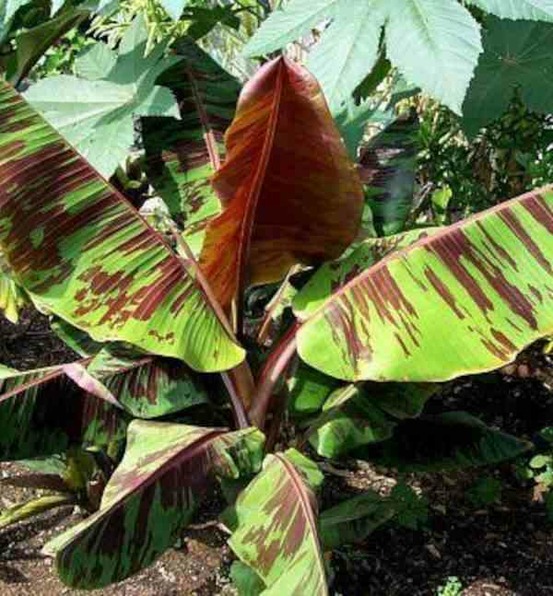 Bananier musa sikkimensis cv.