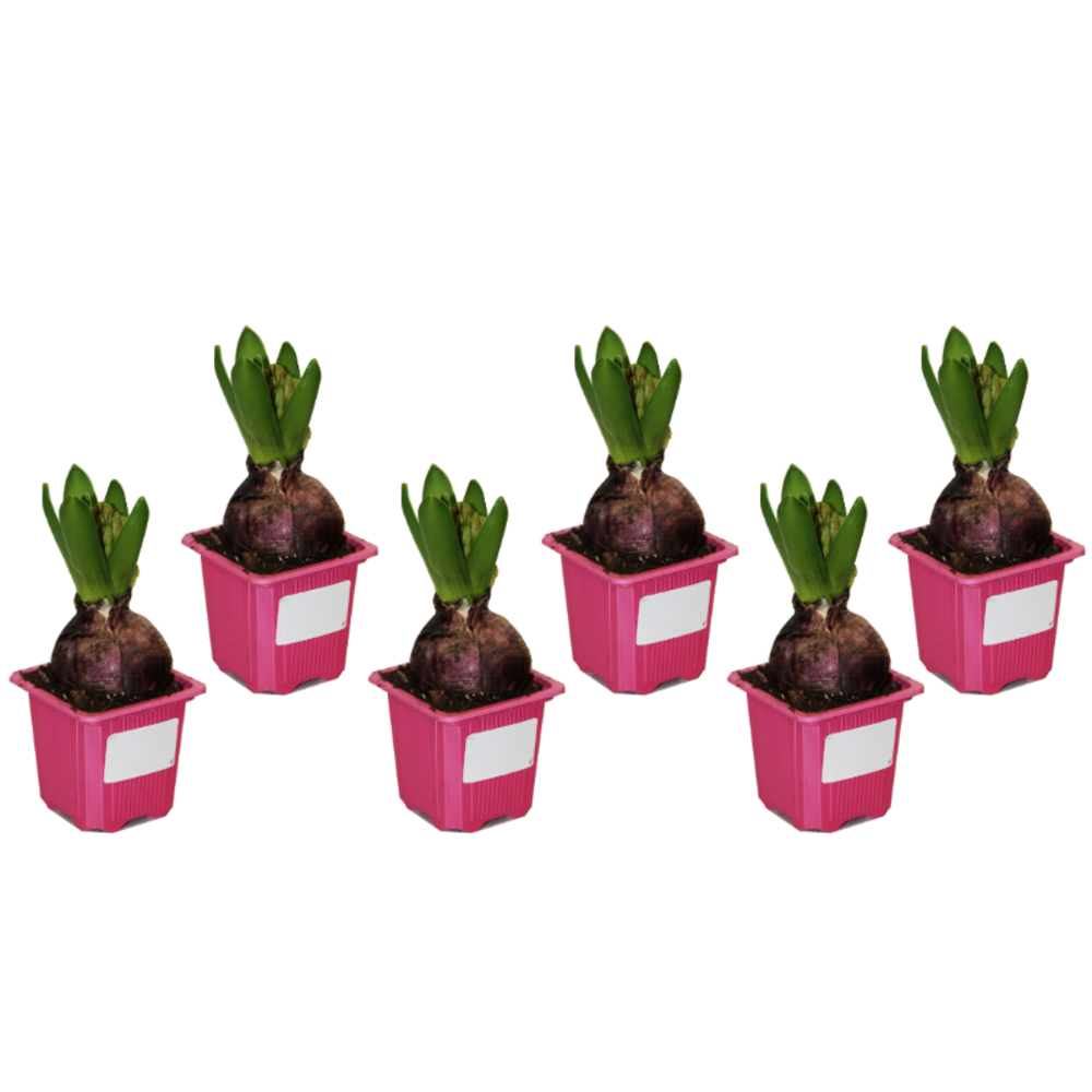 Jacinthes roses Lot de 6 godets 7 cm